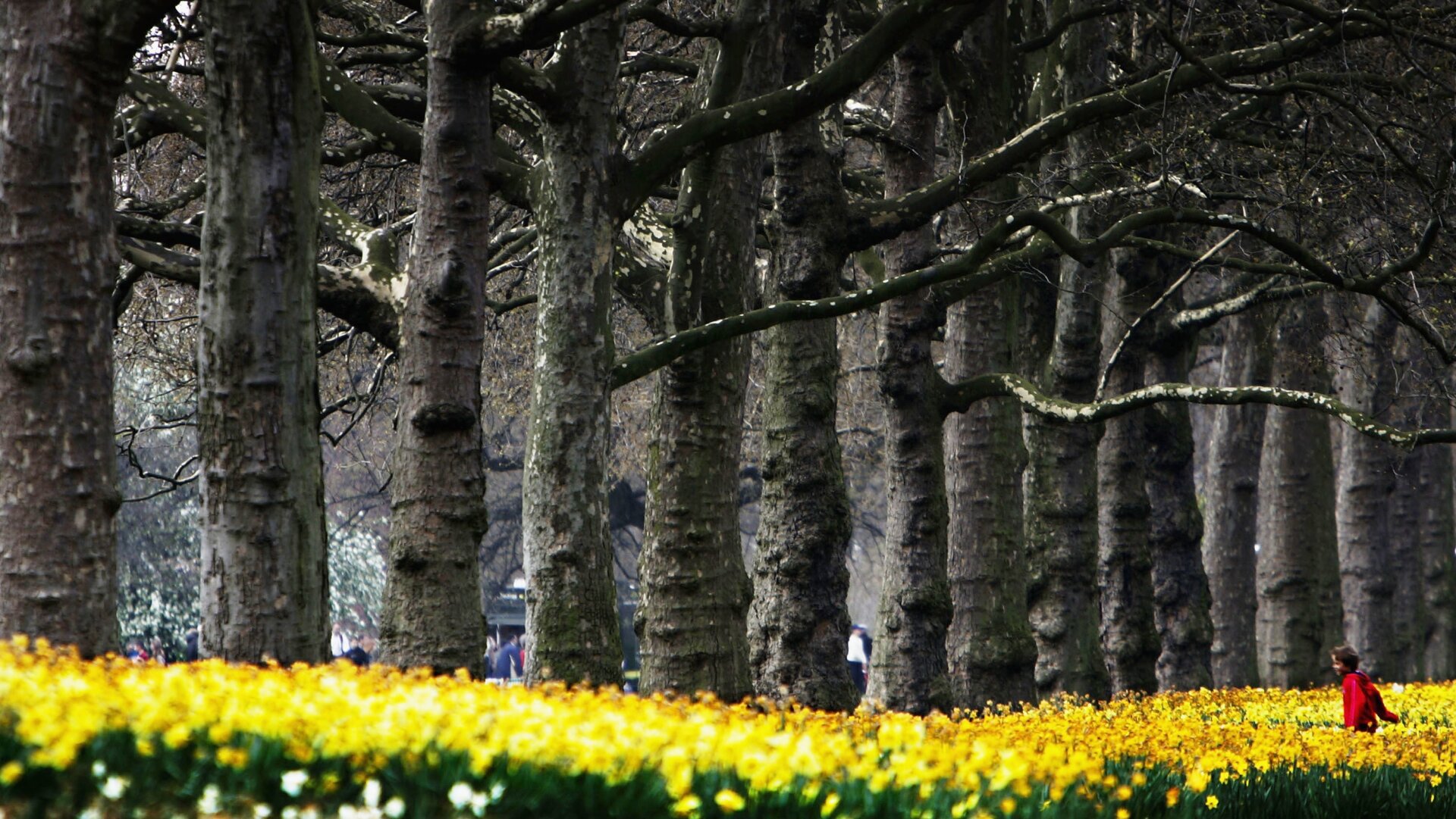 St James's park on April 14, 2004 in London. 