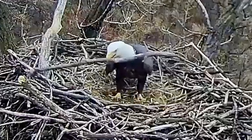 Screenshot: Nongame Wildlife EagleCam