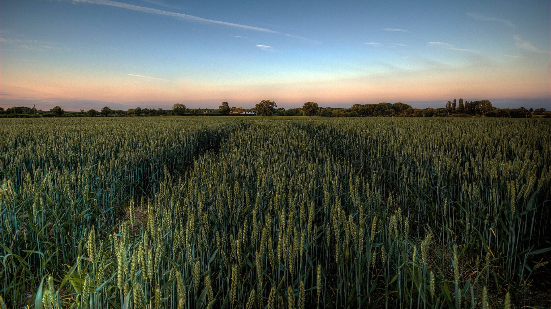 A corn field near Lichfield, UK.