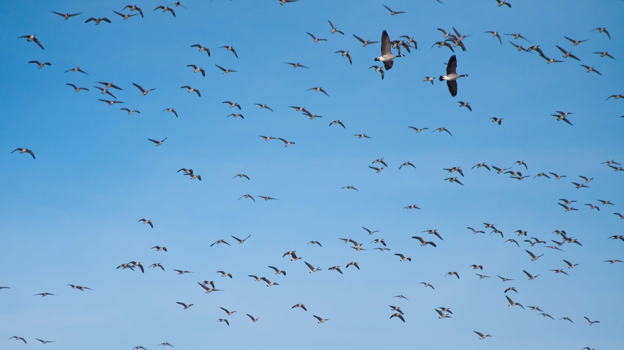 Migrating Canada geese