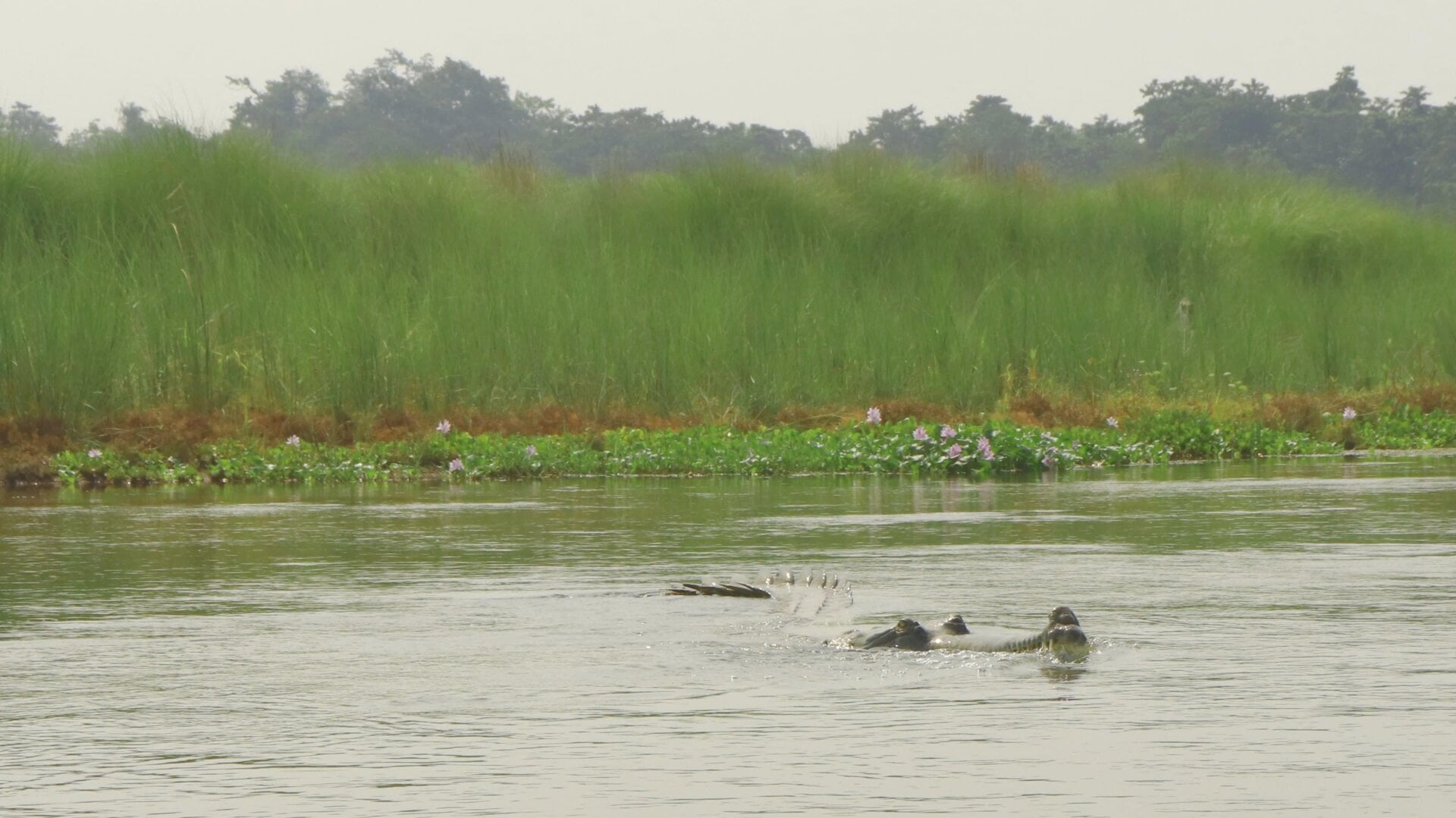 Photo: Rikki Gumbs/ZSL