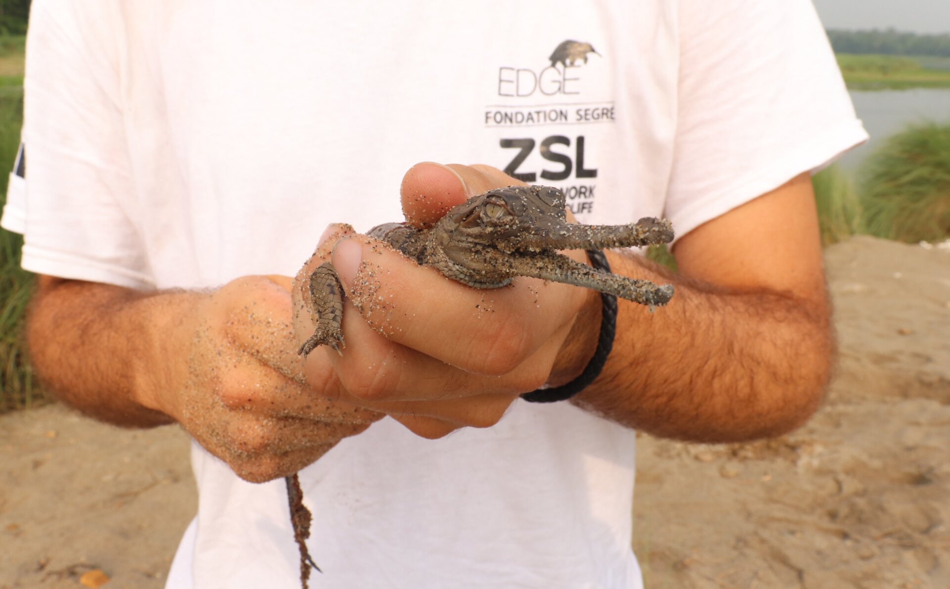 Photo: Ashish Bashyal/ZSL