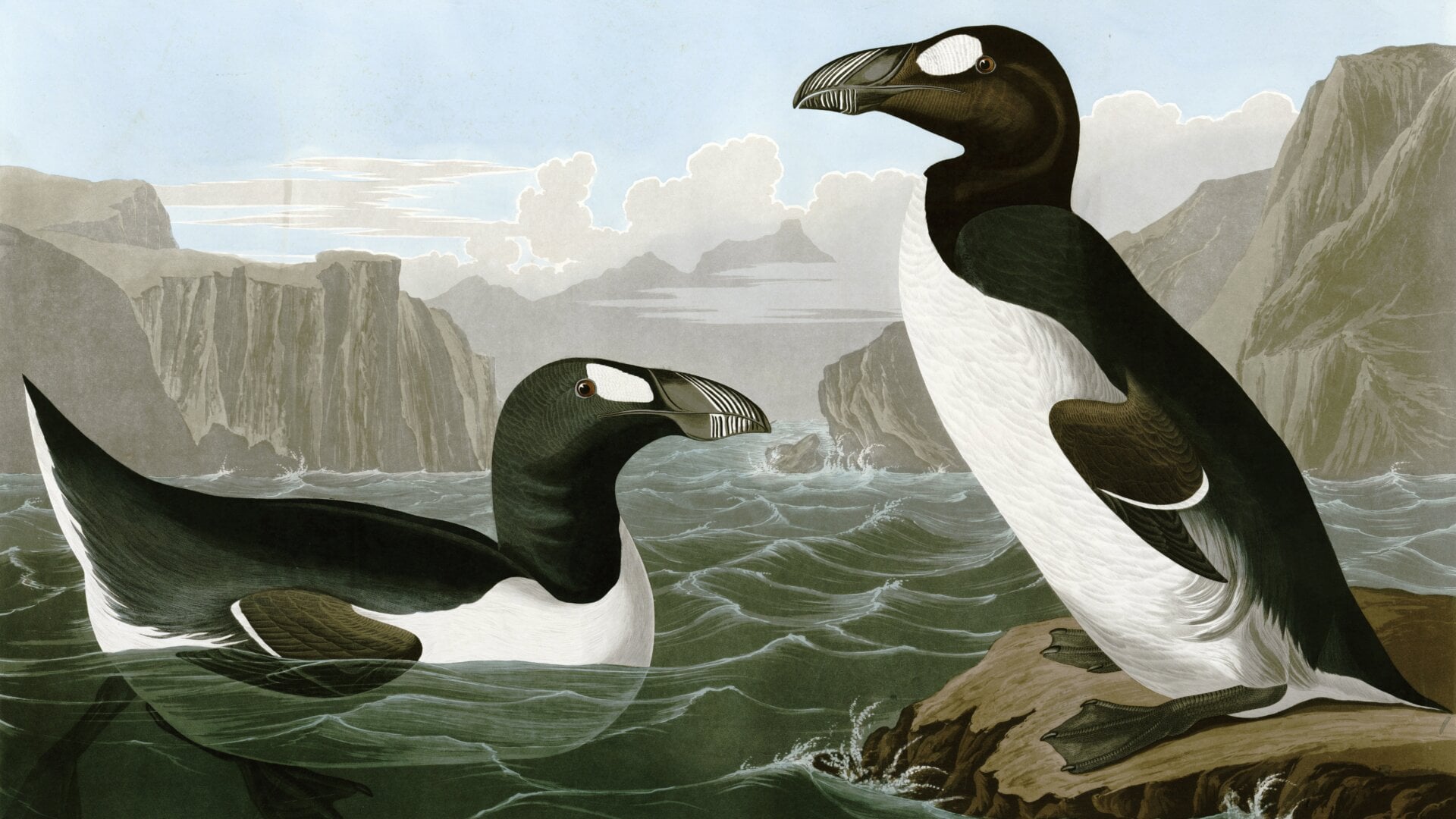 Great auks