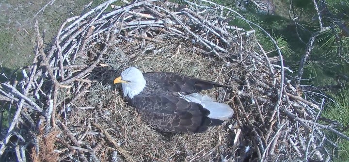 Screenshot: SWFL Eagle Cam