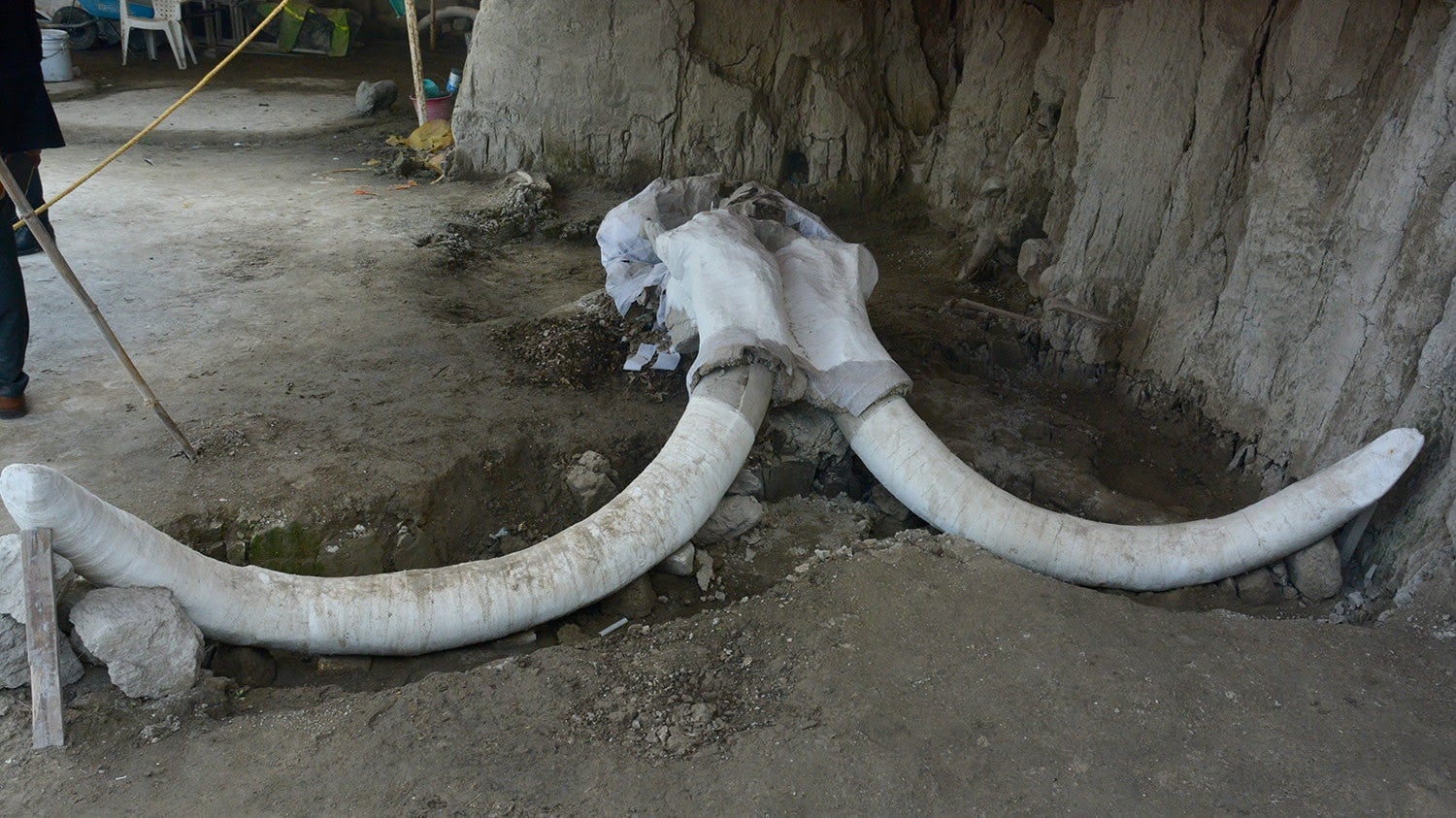 Mammoth skull and tusks found in the pitfall.