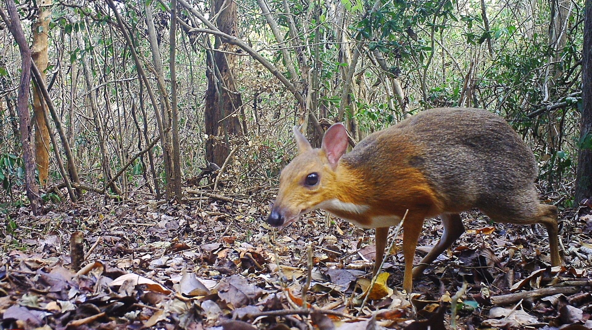 Camera-trap photo of silver-backed chevrotain (Tragulus versicolor).
