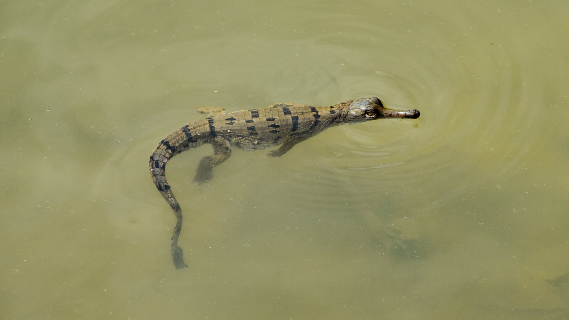 A juvenile gharial. 