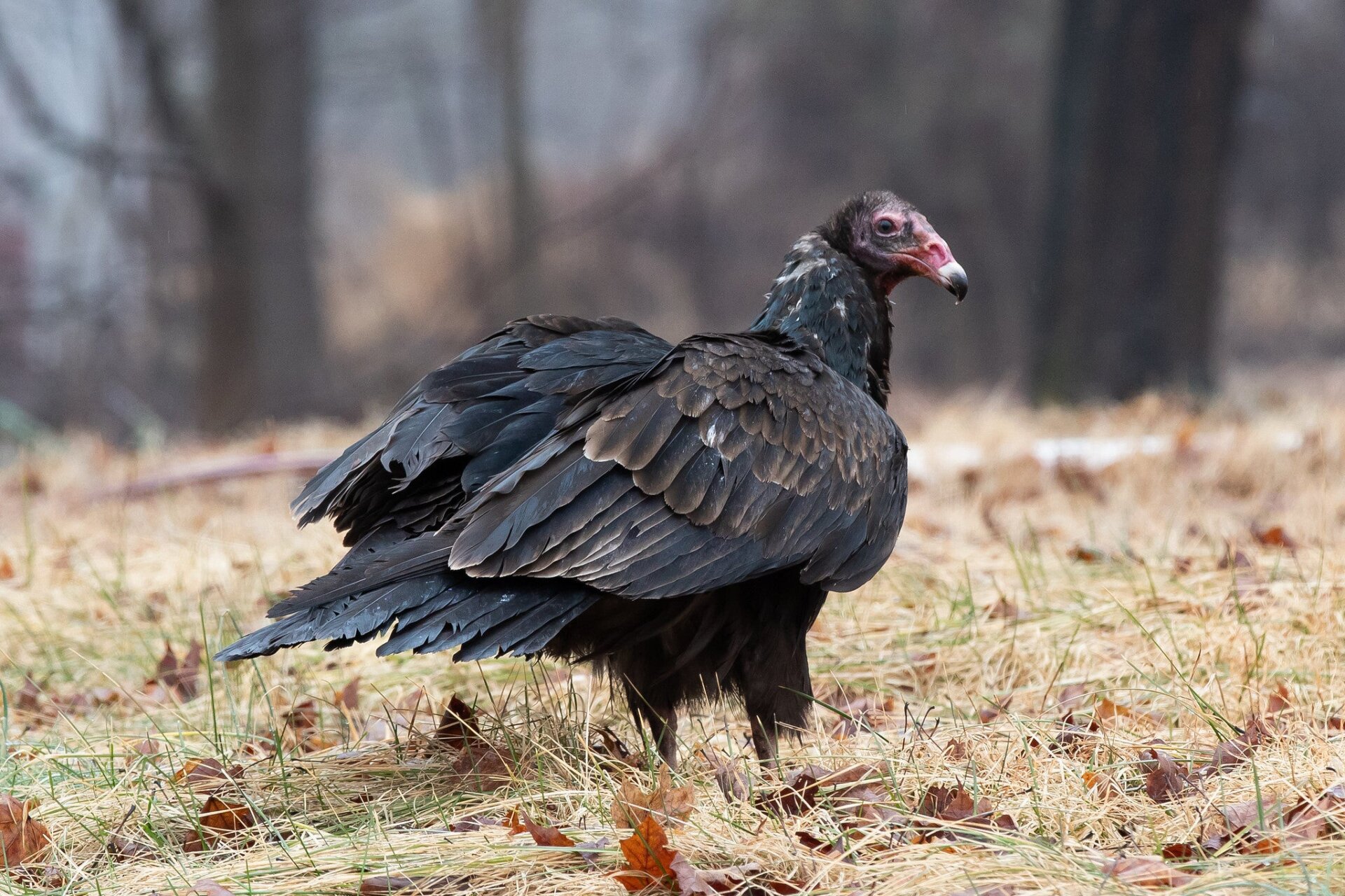 Photo: Ryan F. Mandelbaum