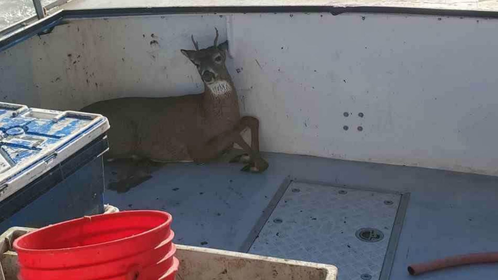 A very lucky deer to lived to see another day.