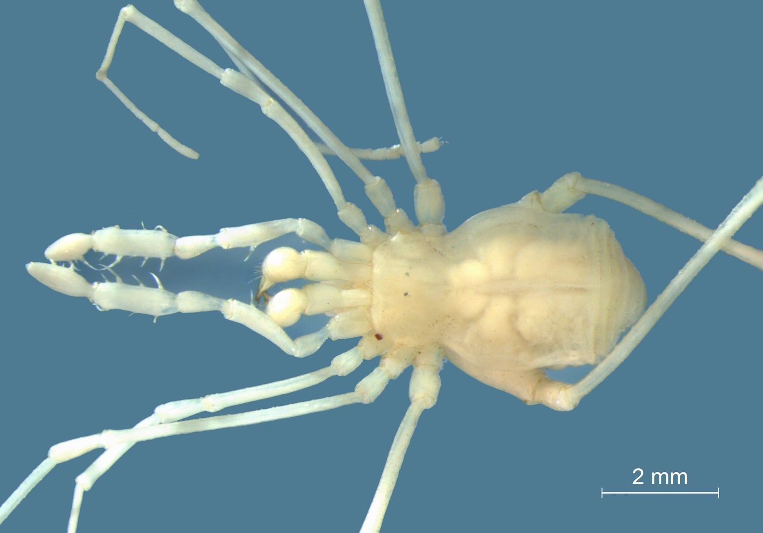 The new daddy long-legs species, Otilioleptes marcelae
