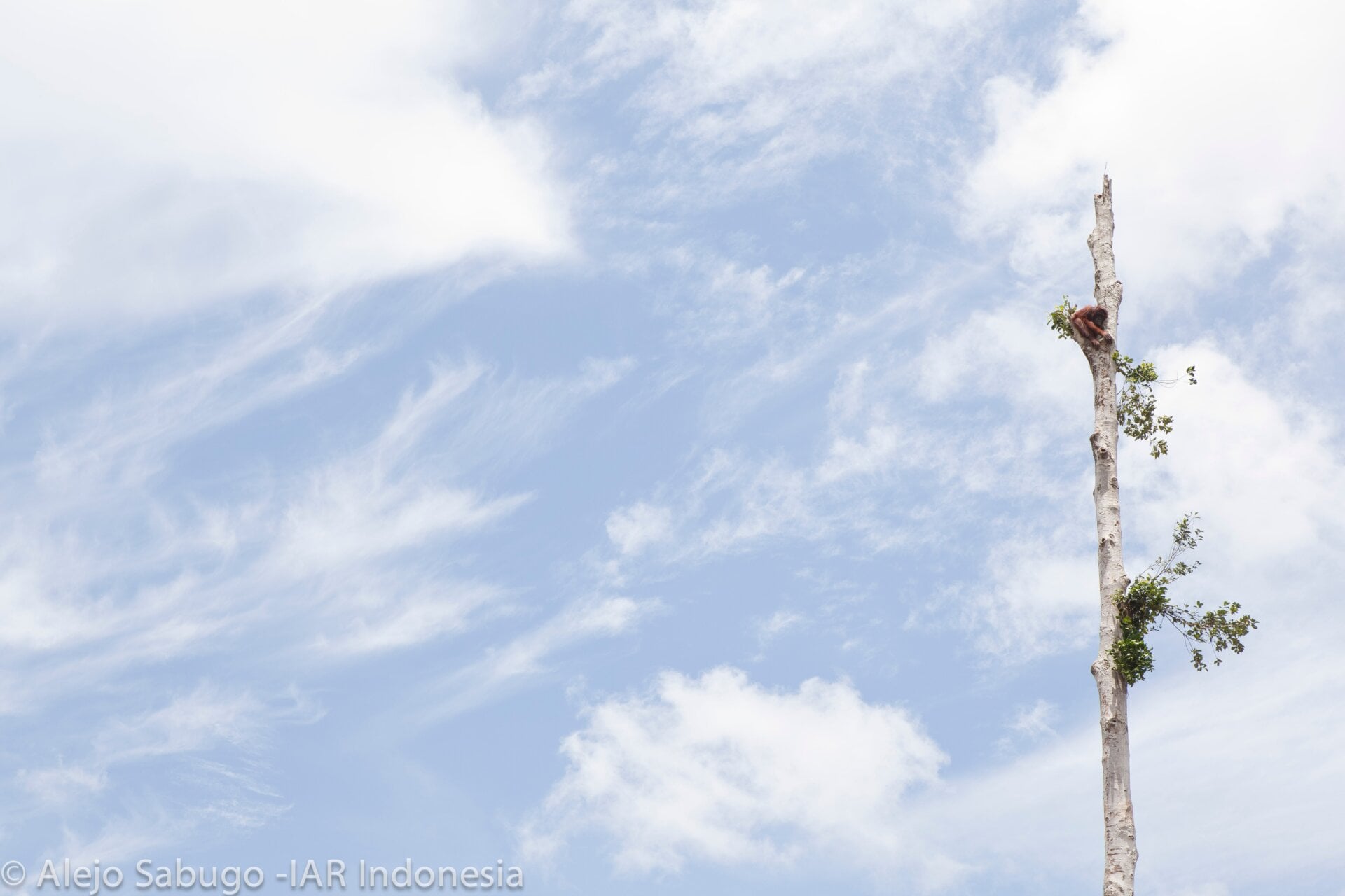 Photo: Alejo Sabugo courtesy of IAR