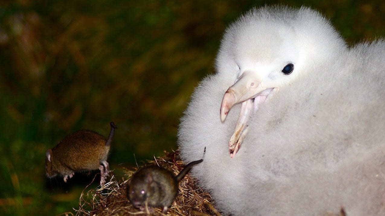 Mice and a baby Tristan Albatross on Gough Island, a remote British territory in the South Atlantic Ocean.