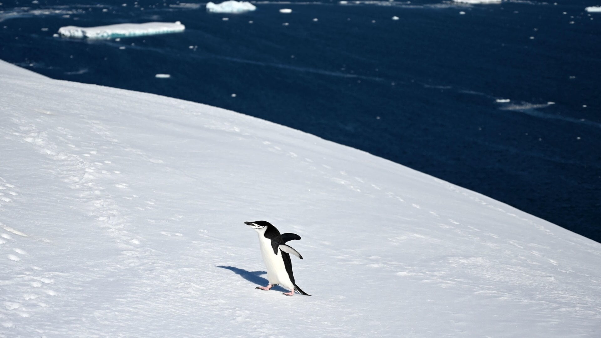 Poor penguin, poor us.