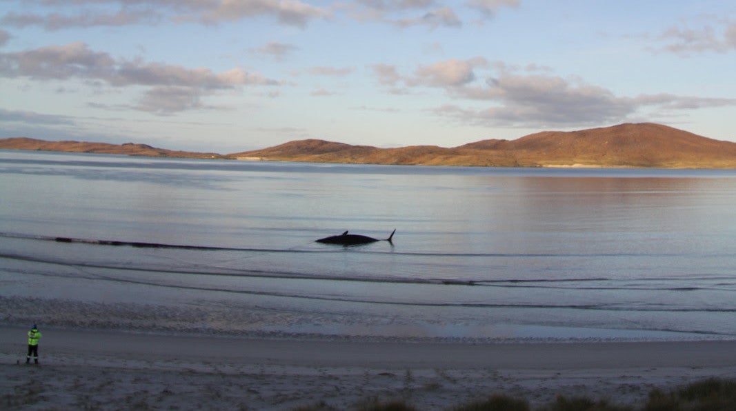 The dead whale on Scotland’s Isle of Harris.