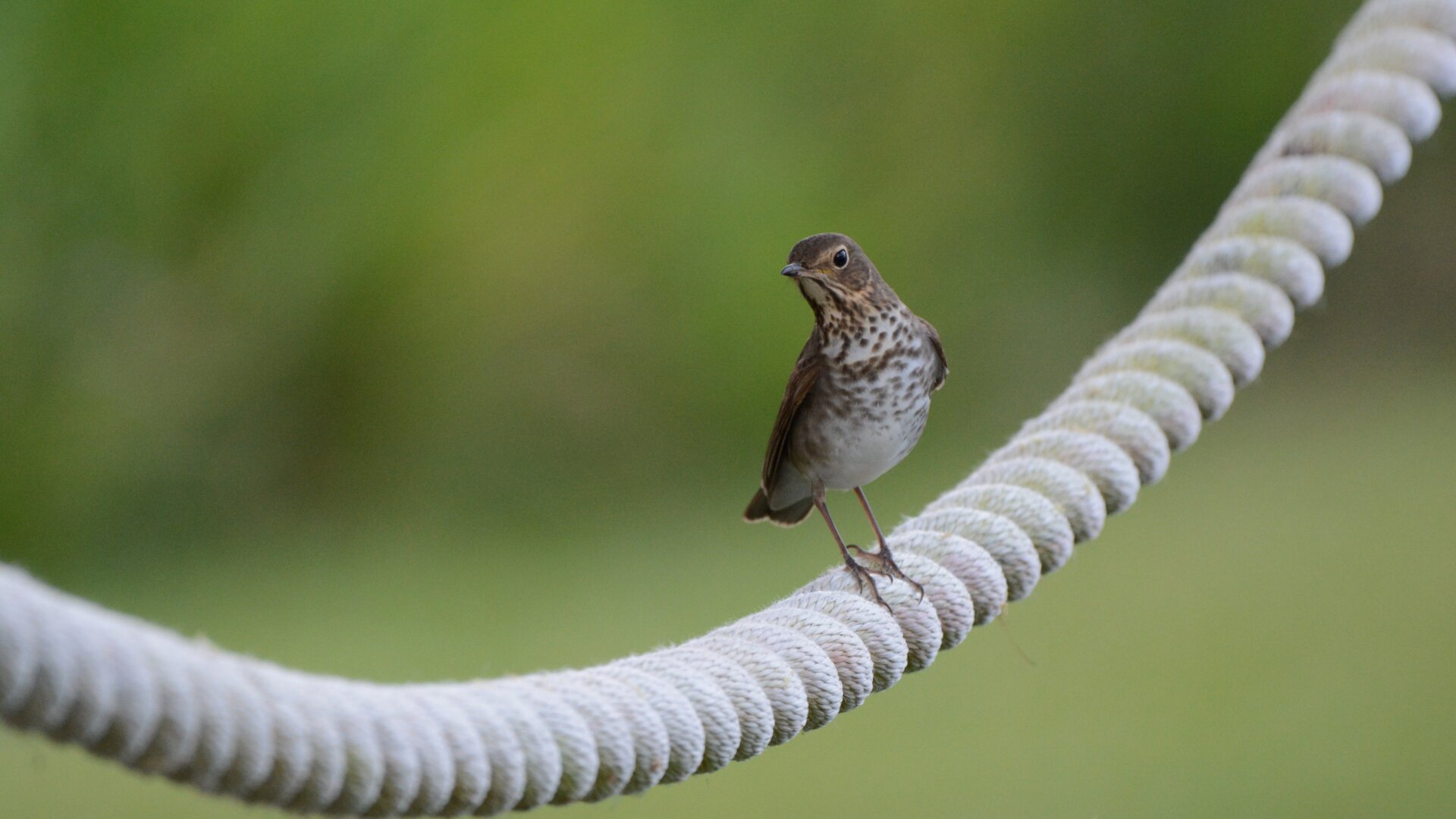 A Swainson’s thrush