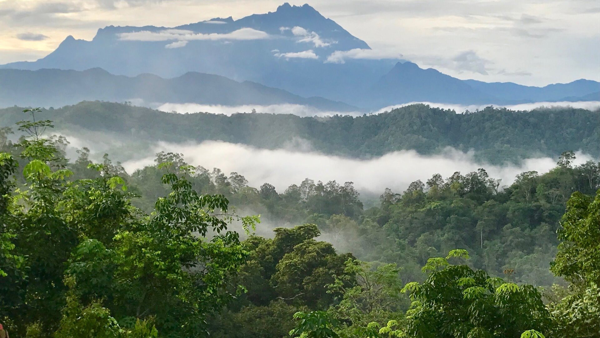 This continuous forest in Borneo is exactly what tropical forest animals need.