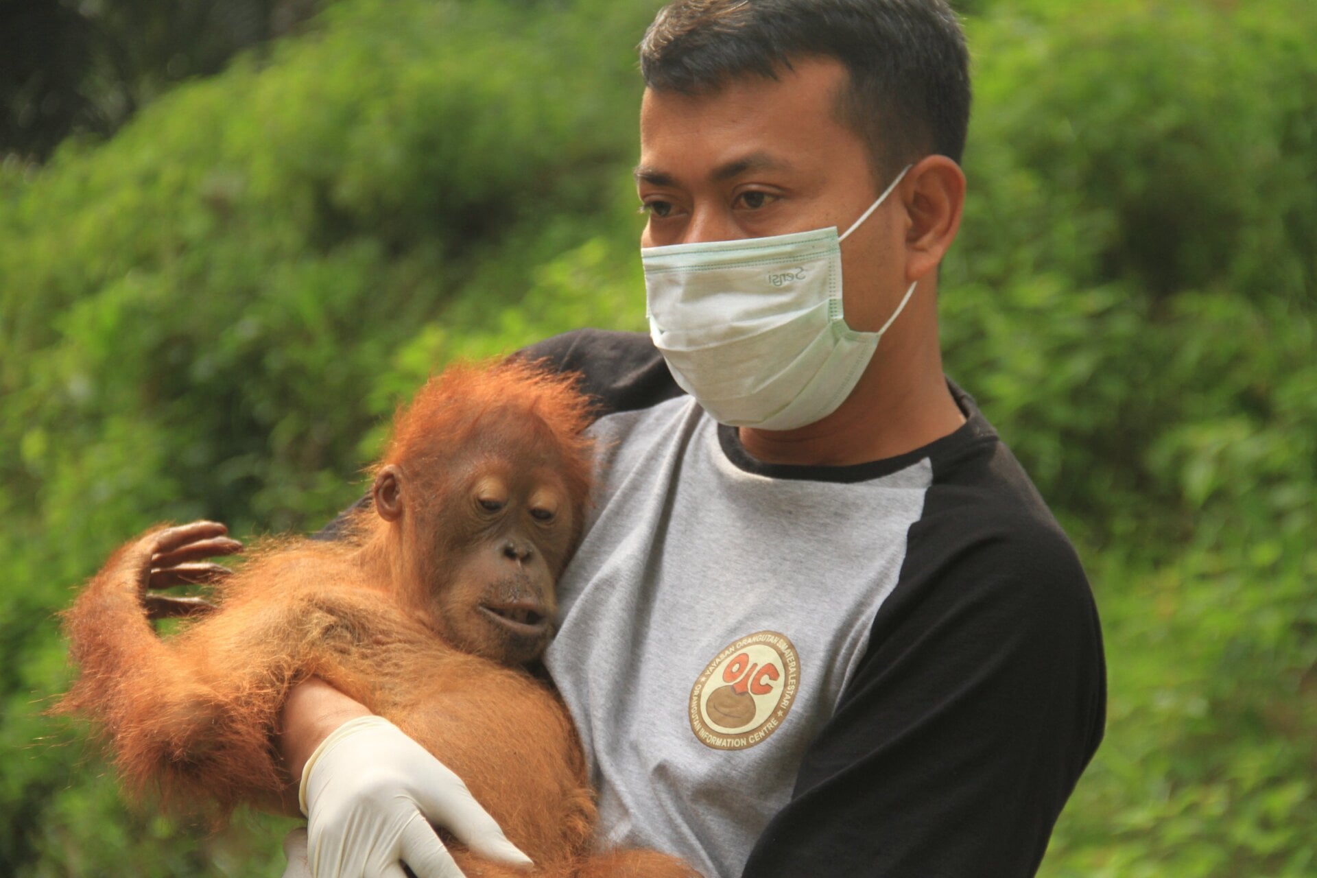 Photo: Courtesy Panut Hadisiswoyo