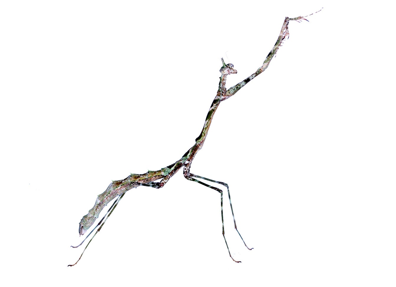 Photo: Yony Callohuari