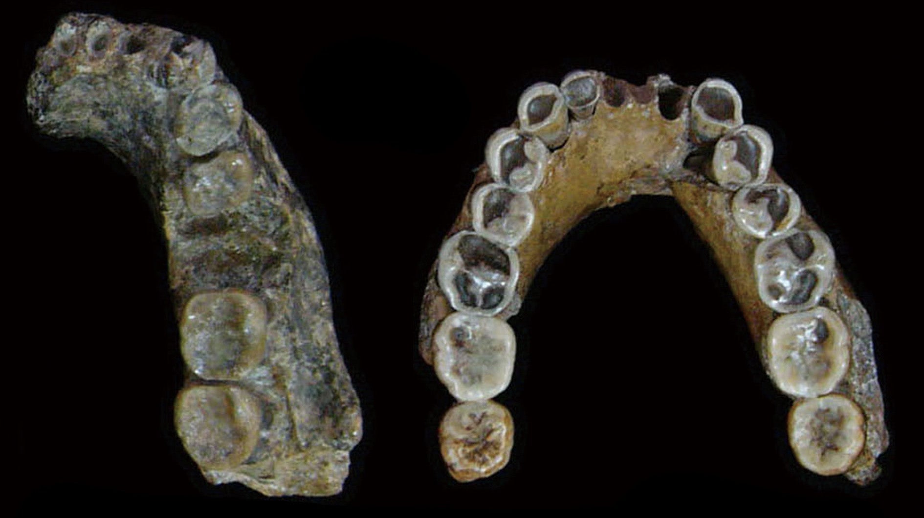 Mandibles of Homo erectus found in Sangiran.