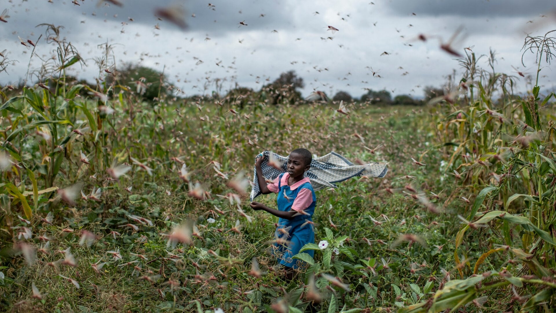 A girl tries to chase swarms of desert locusts away from her crops in Kitui county, Kenya on Friday, Jan. 24, 2020.