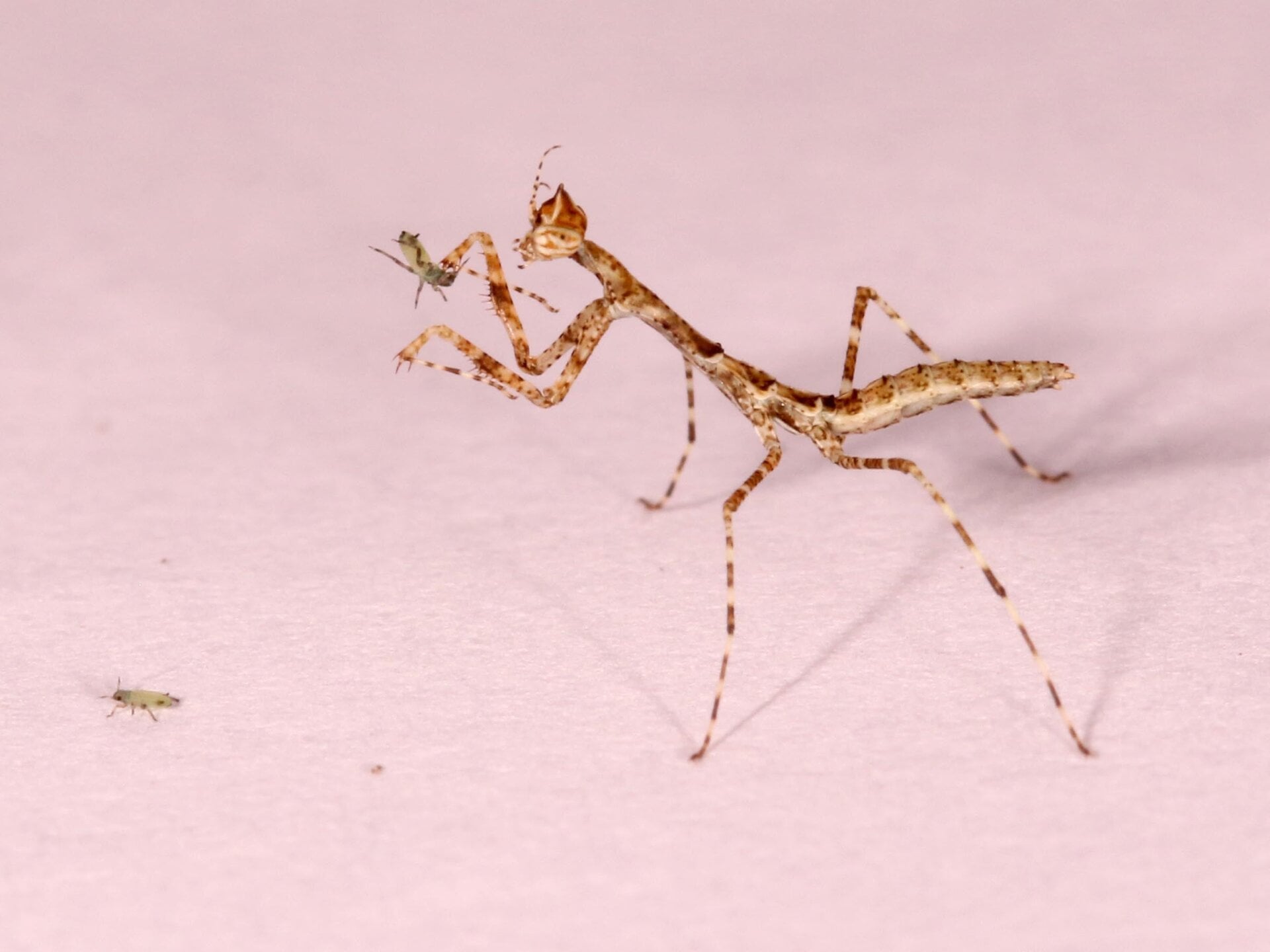 Photo: Yony Callohuari