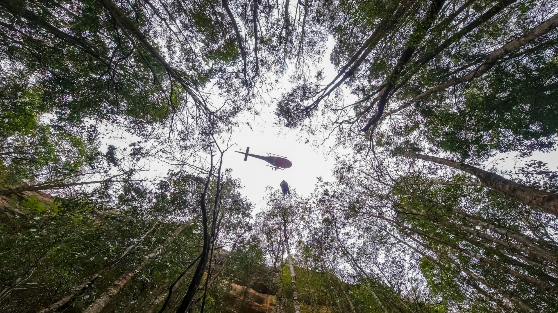 A helicopter hovers above the Wollemi National Park as part of the operations to protect these trees from the bush fires.