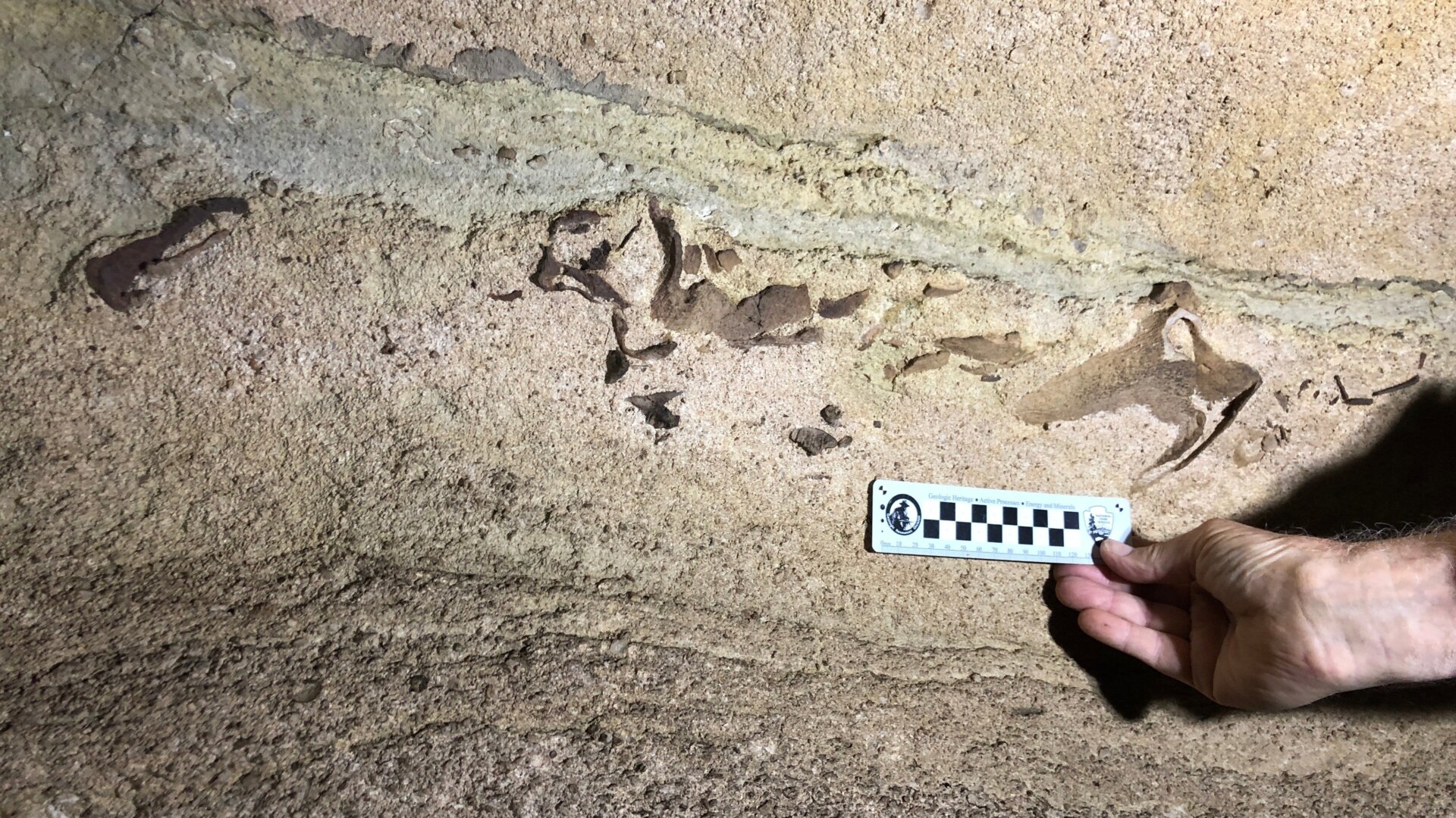 Embedded remnants of a fossilized shark head at Mammoth Caves.
