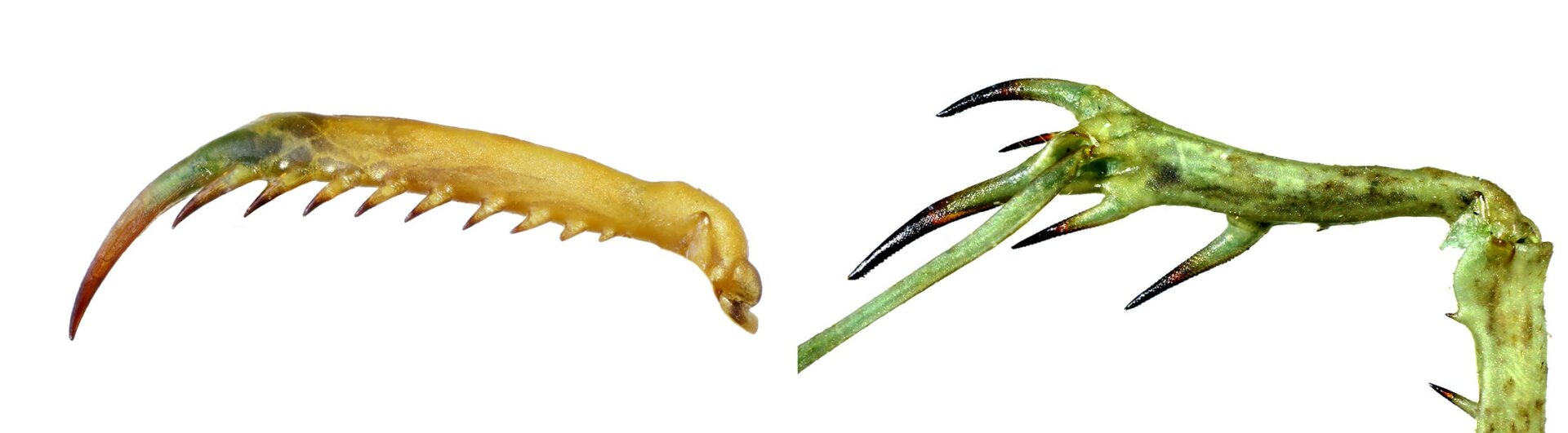 Photo: Yony Callohuari