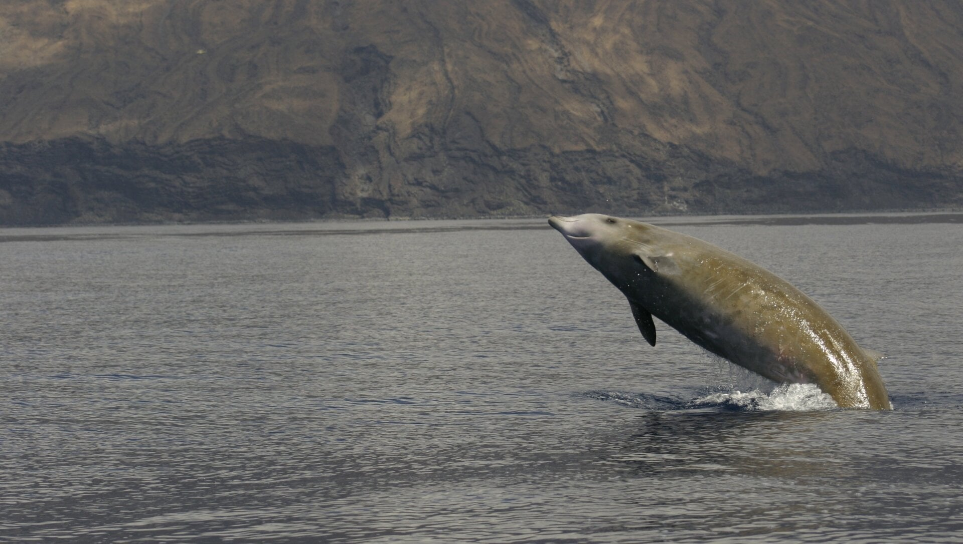 A breaching Cuvier’s beaked whale of El Hierro, Canaries.