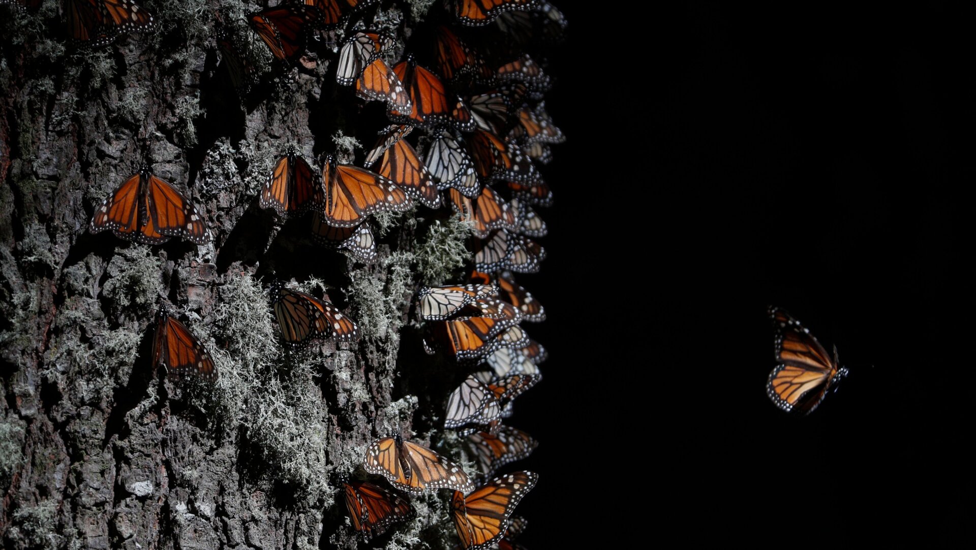 Monarchs at El Rosario Sanctuary