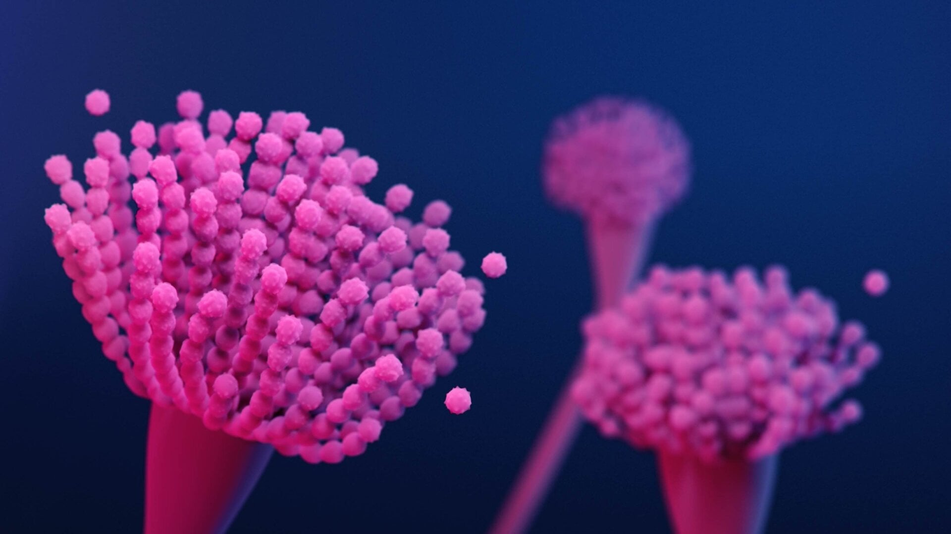 An illustration of Aspergillus fumigatus, the most common species of the fungus aspergillus capable of causing a life-threatening, but rare infection