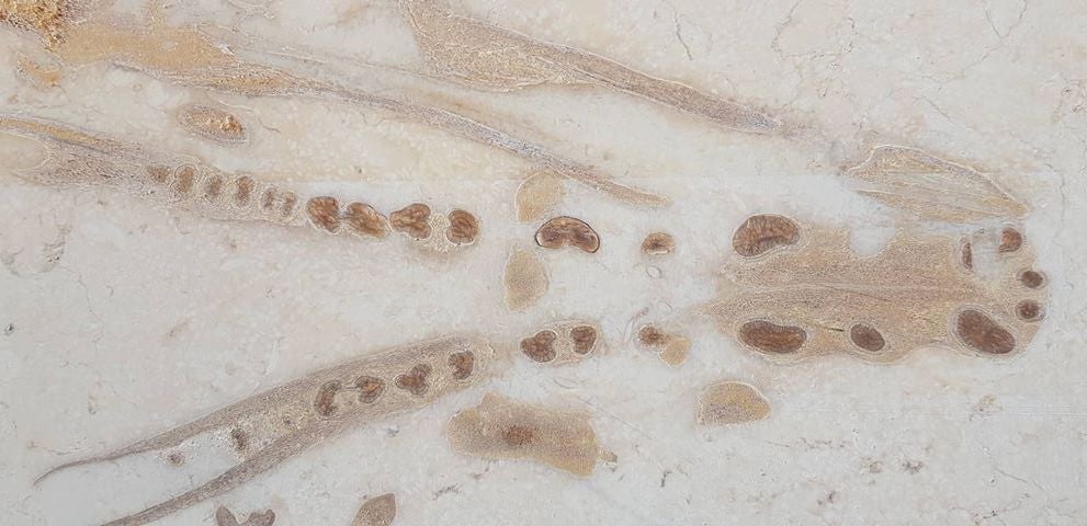 Photo: Abdullah Gohar