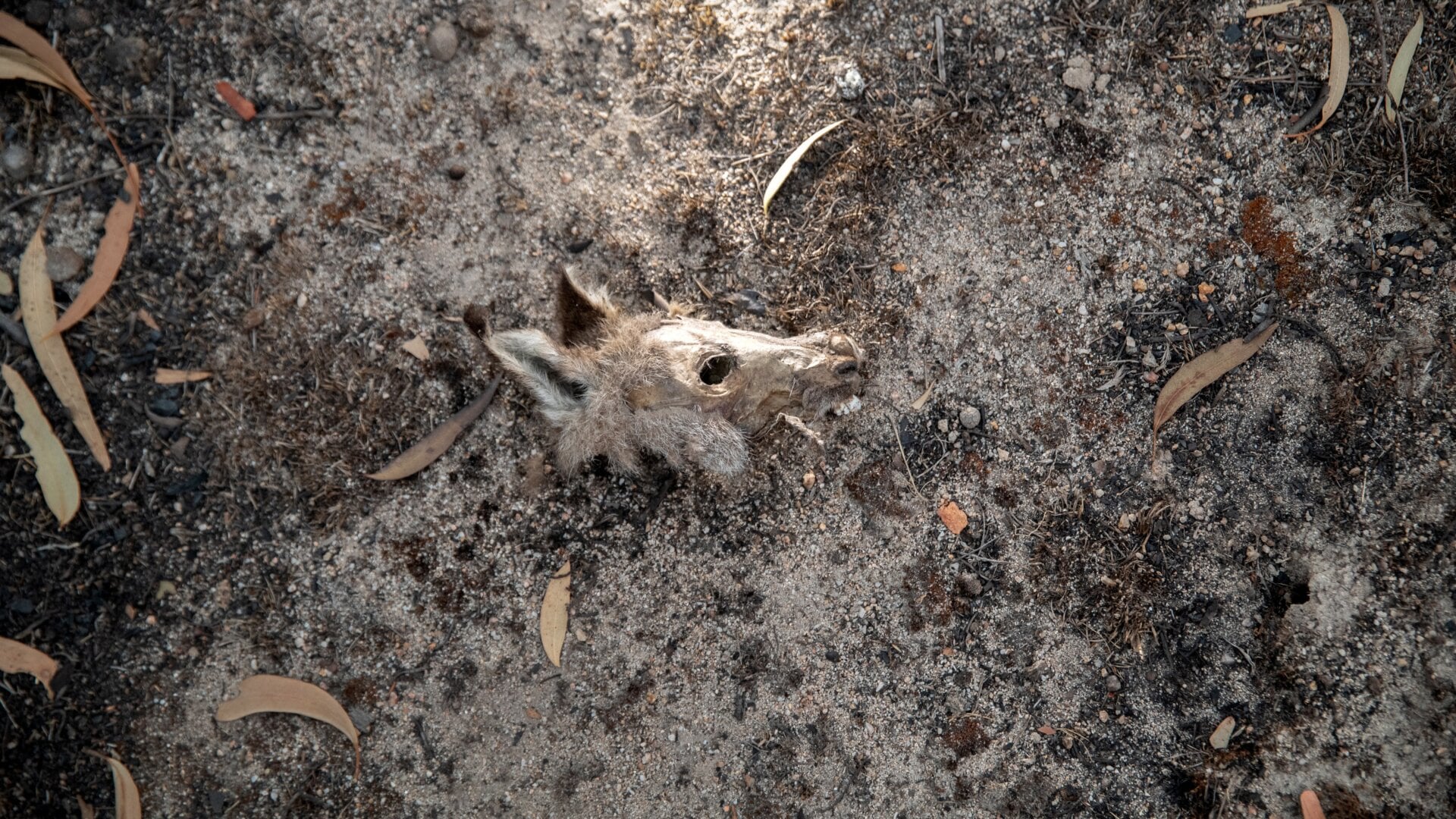 A kangaroo skull in the aftermath of the bush fires in Peak View, Australia.