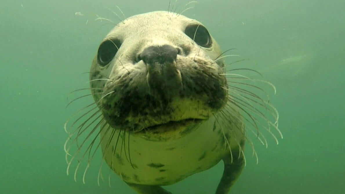 A gray seal.