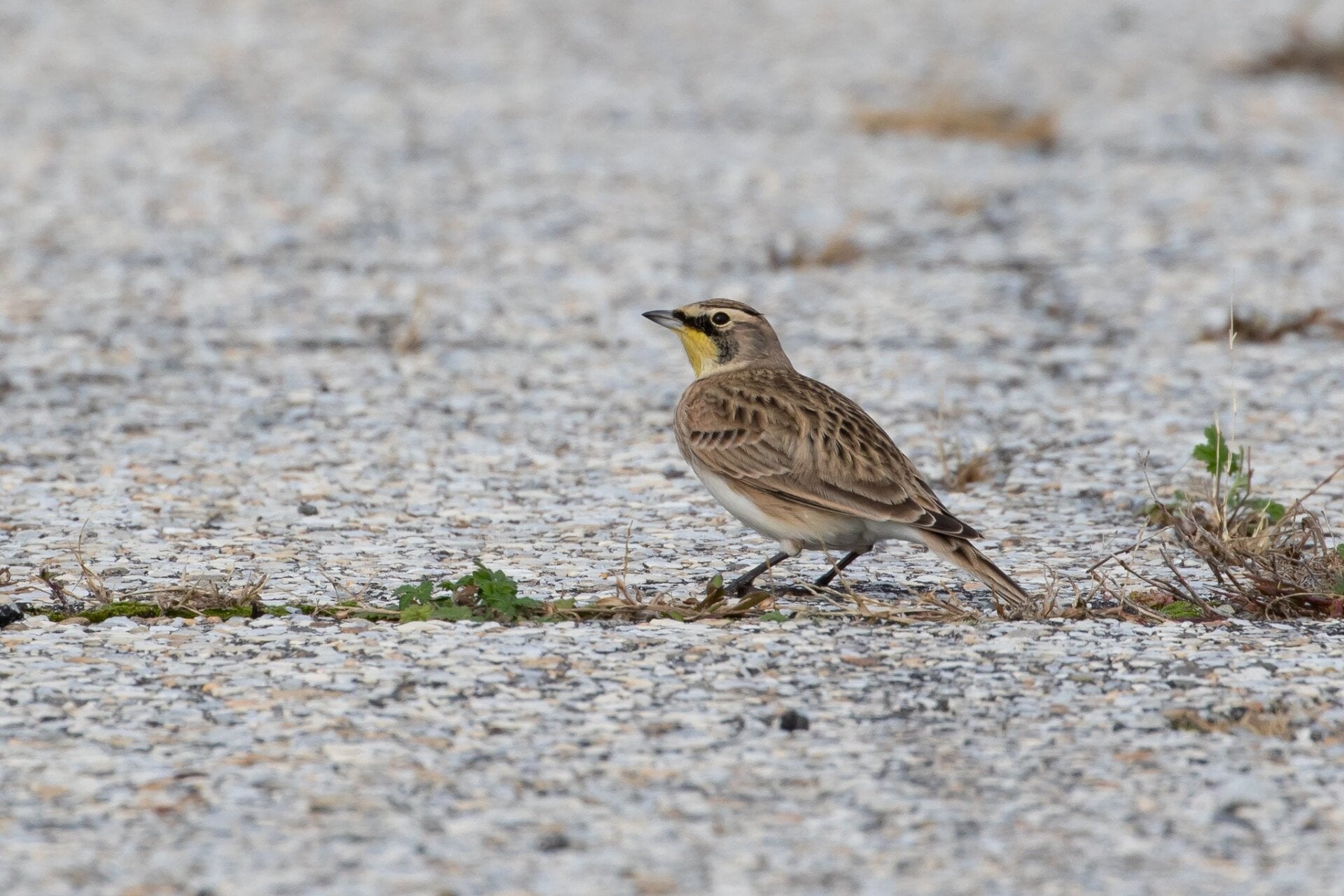 Photo: Ryan F. Mandelbaum