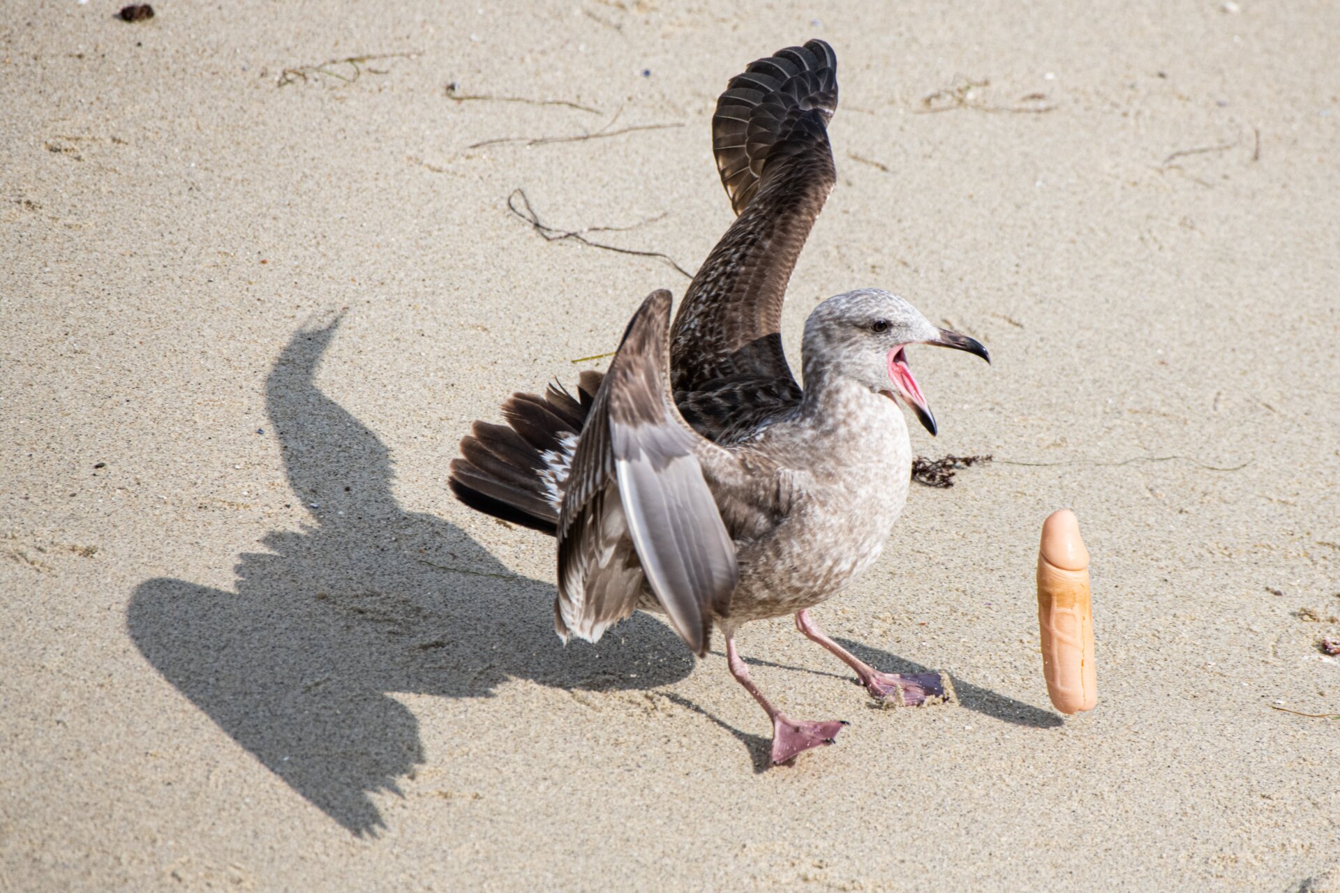 Photo:  JENNIFER LEIGH WARNER / CATERS NEWS