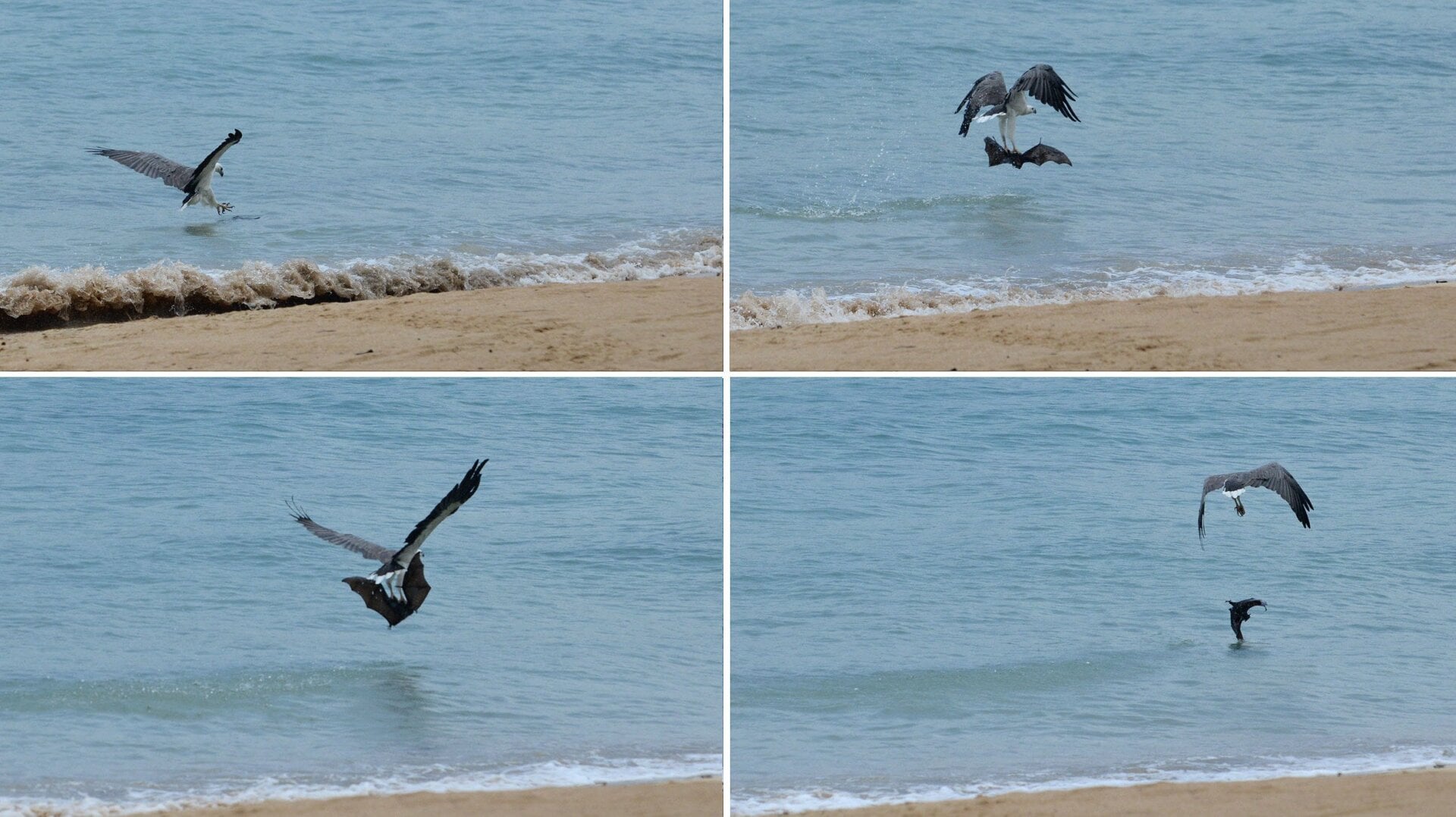 A sea eagle drops a flying fox into the water at Tioman Island, Malaysia.
