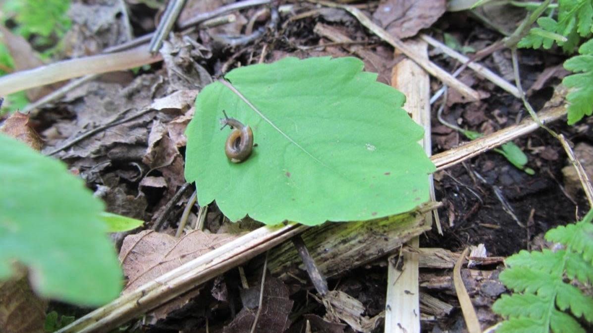 Hello, Iowa Pleistocene snail.