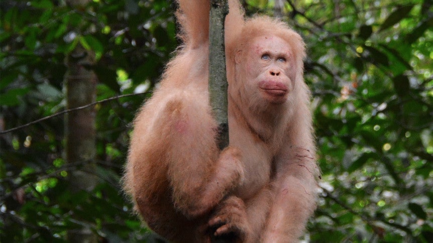 Alba, one year after her release back to the jungle.