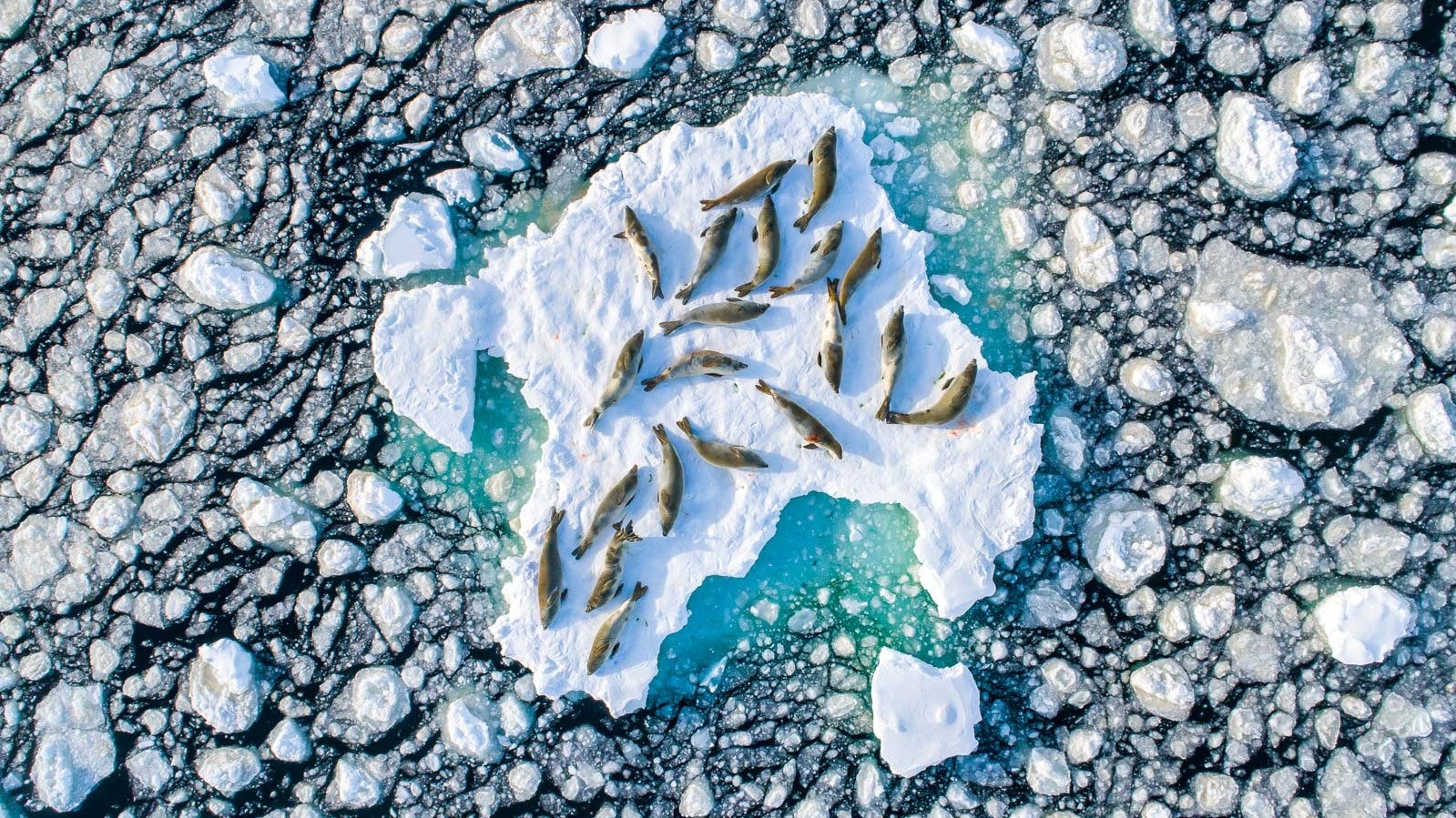 This is the shot that won Florian Ledoux both photographer of the year and wildlife photo of the year.