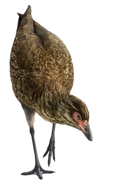 Artist’s reconstruction of the Wonderchicken, or Asteriornis maastrichtensis.