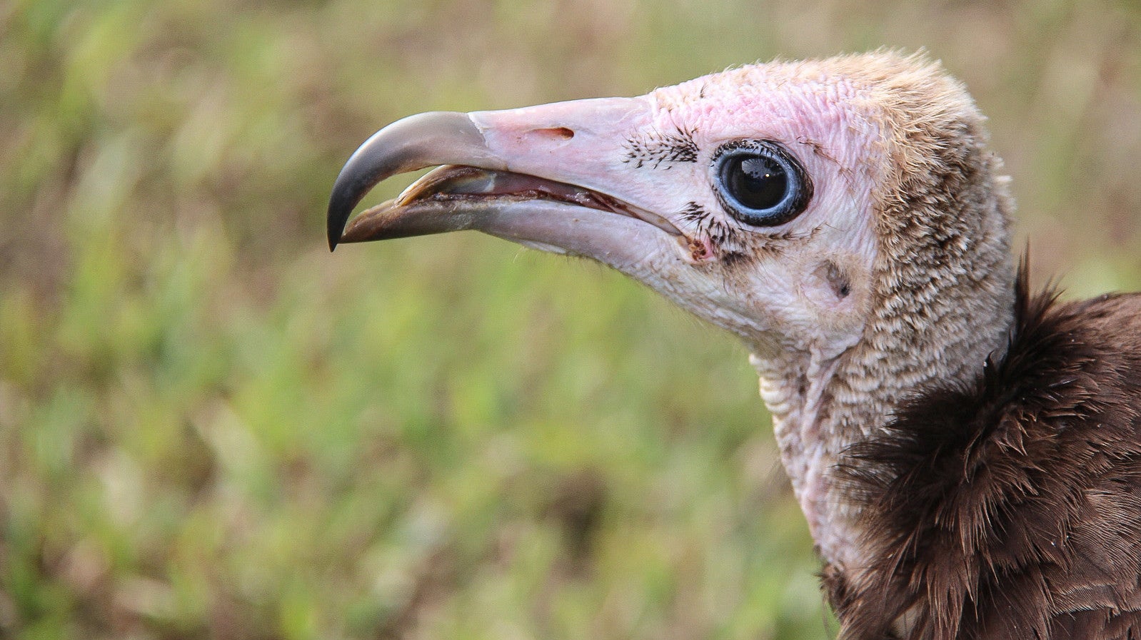 A hooded vulture in Gambia