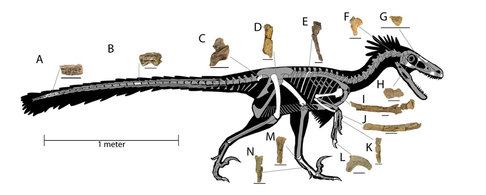 Skeletal reconstruction of Dineobellator notohesperus showing a selection of the recovered fossilized bones. 