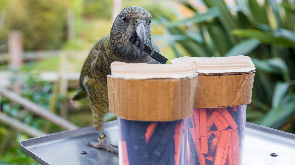 A kea trying to win a reward in an experiment.
