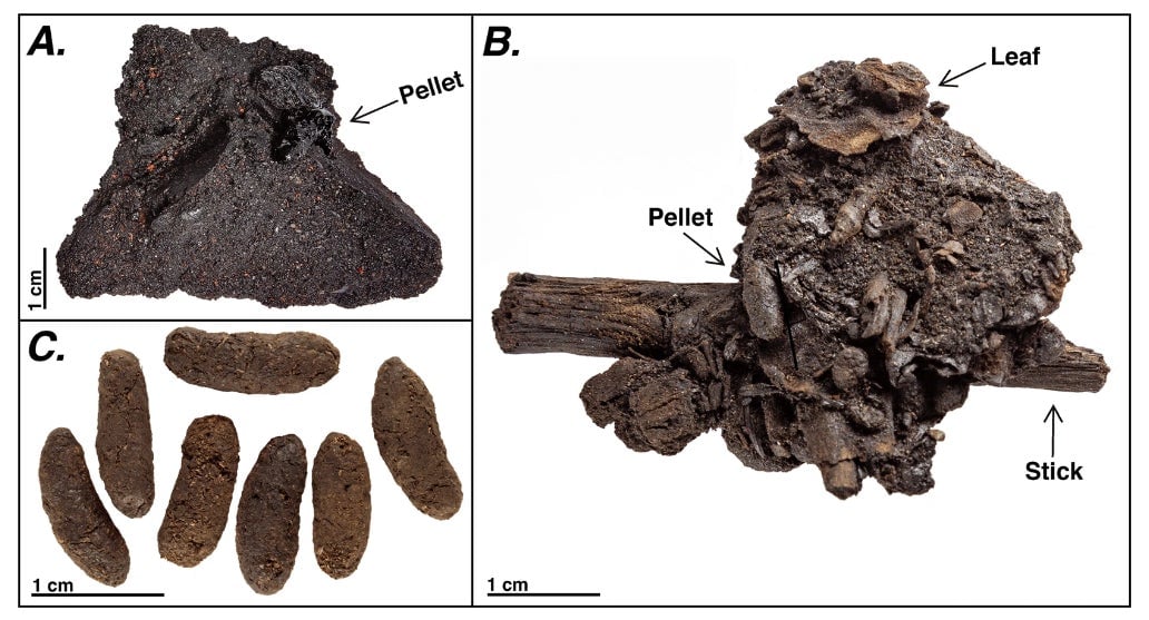 Example coprolites (A) prior to asphalt removal with surrounding sediments, (B) showing intact pellets with plant material, (C) isolated, cleaned pellets. 