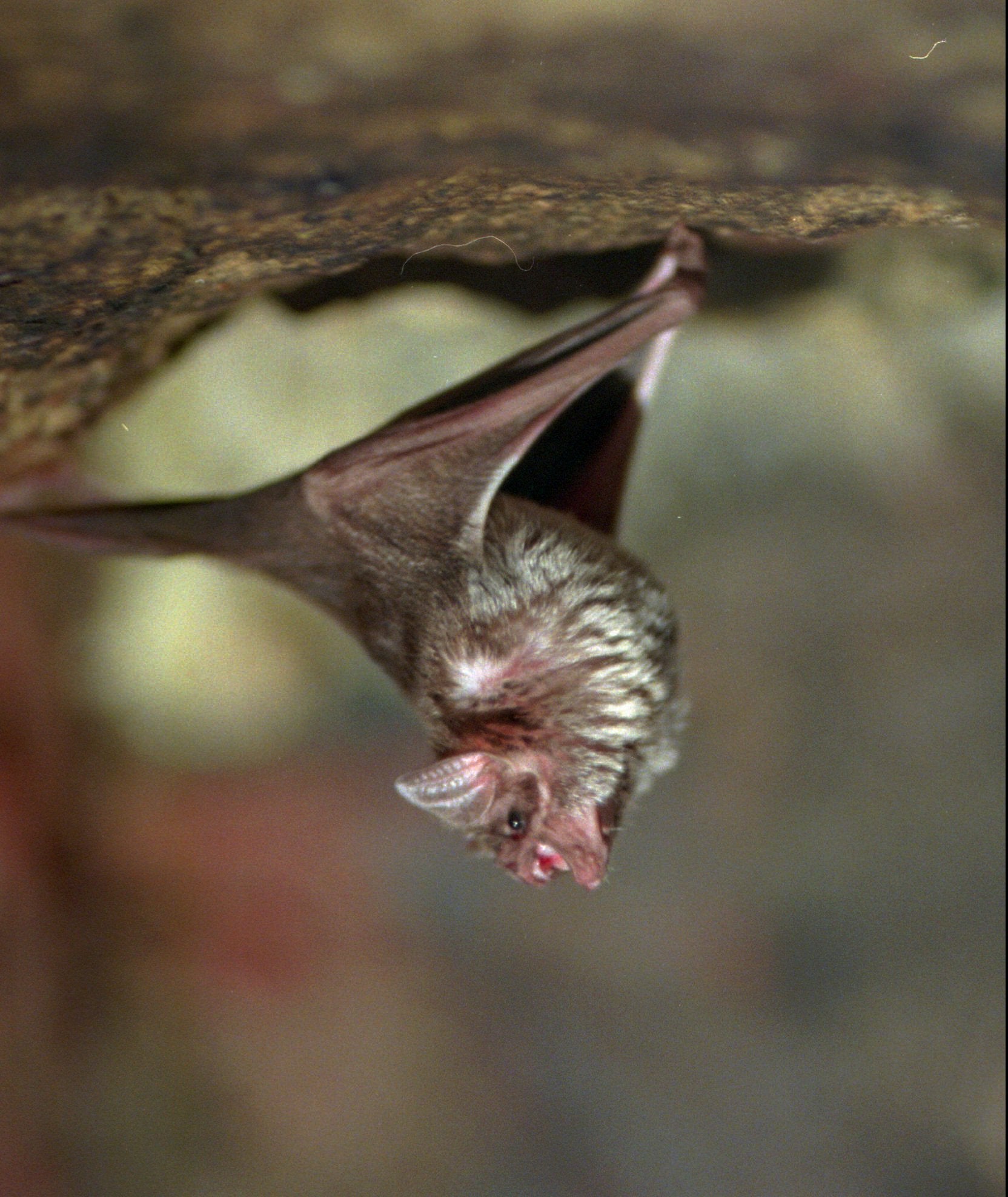A vampire bat at the Philadelphia zoo preparing to gulp down a blood meal.