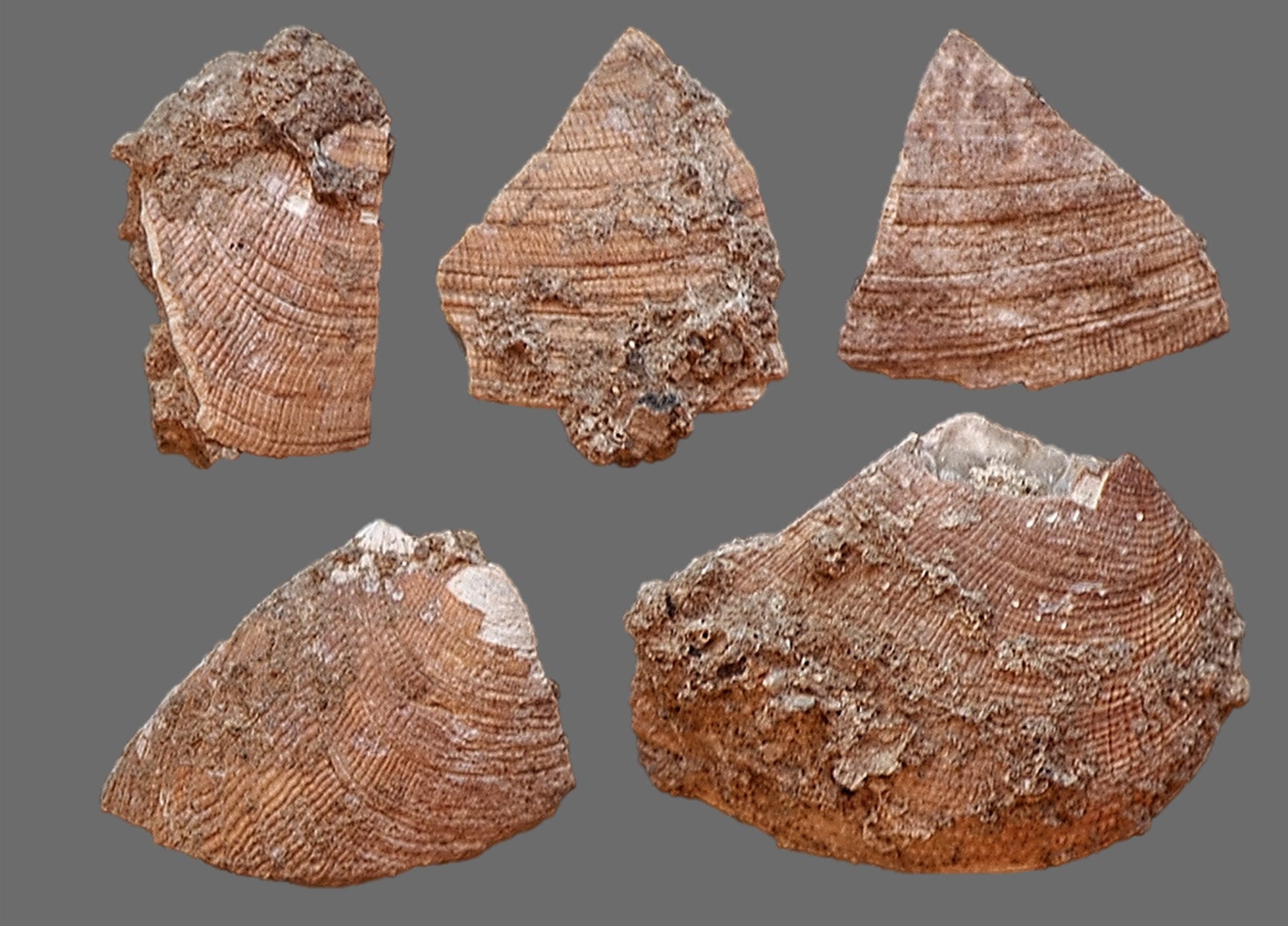 Shell fragments found in the cave.