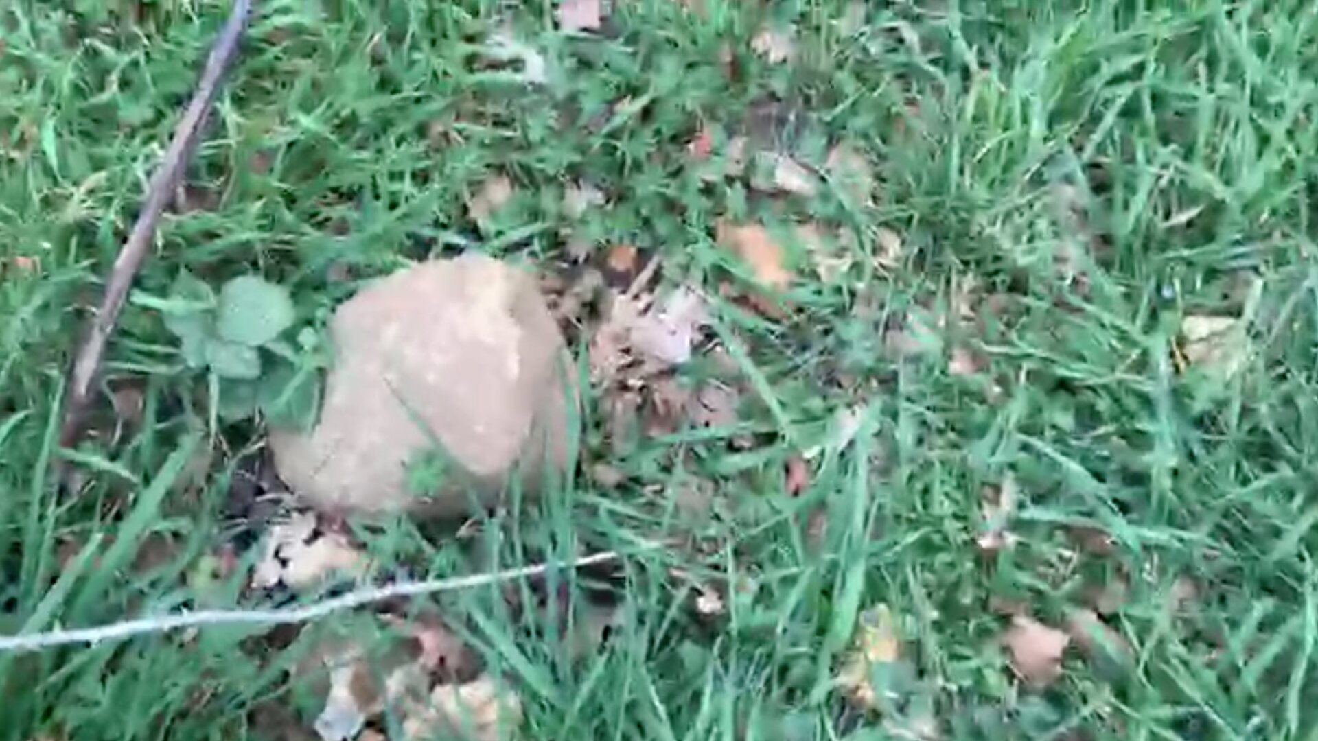 Image: Richard Herring; all streams are of this quality