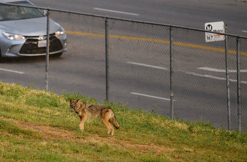 A coyote walking through a Los Angeles neighborhood.