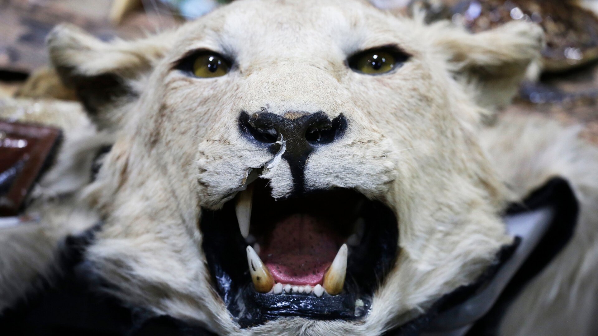 A stuffed lion’s head.